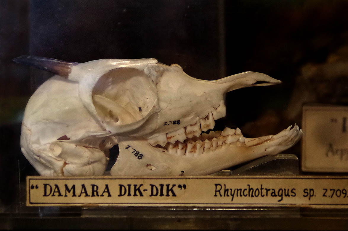 Animal skull labeled Damara Dik Dik displayed in the Grant Museum of Zoology